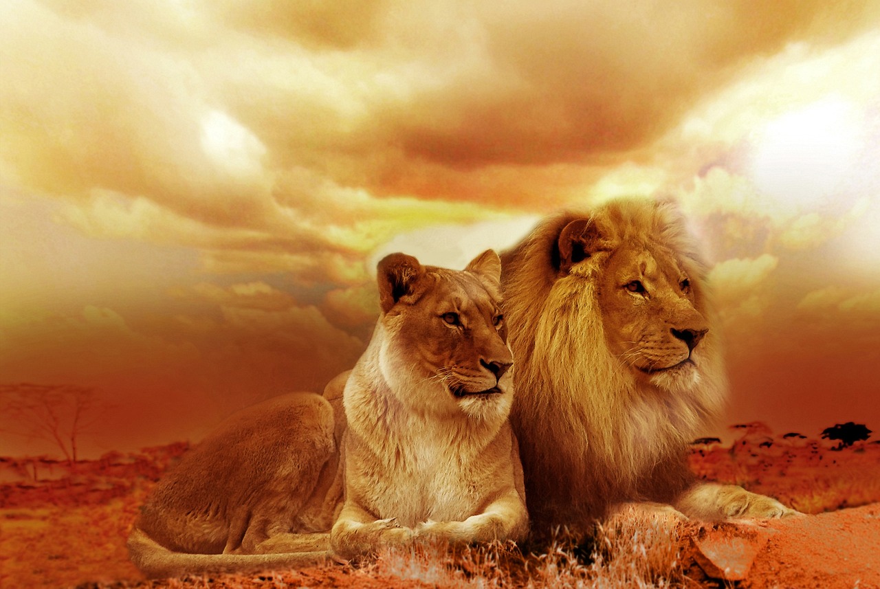 Dos leones en África